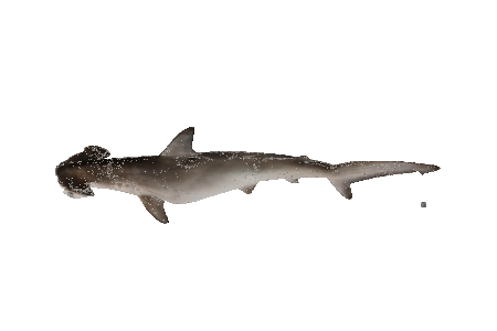 1k_followers_milestone_hammerhead_shark