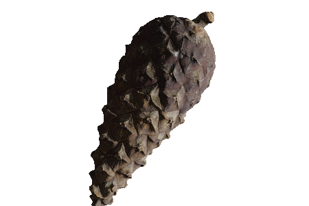 pine_cone_01