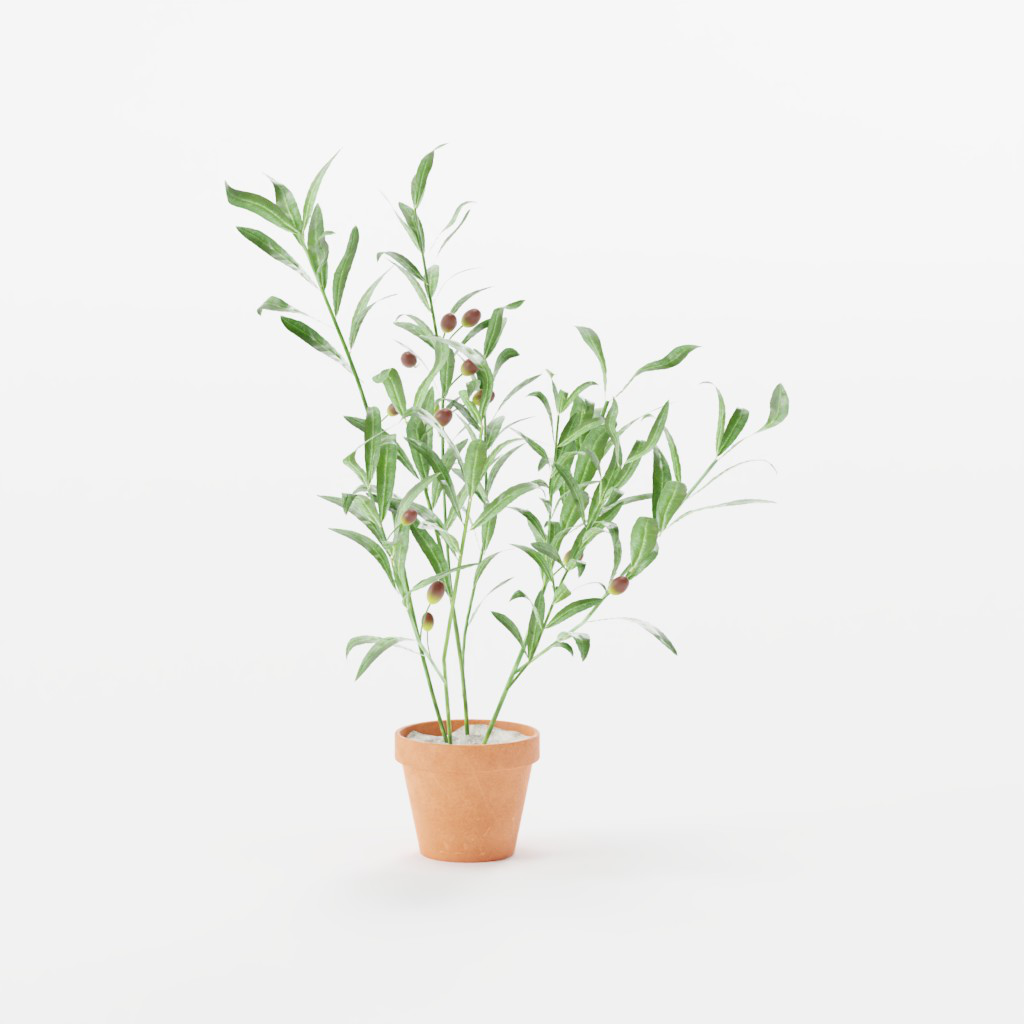 plant-169614