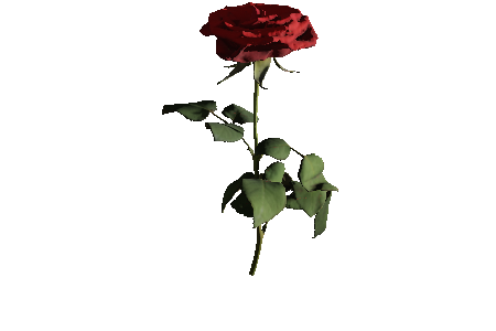 red_rose