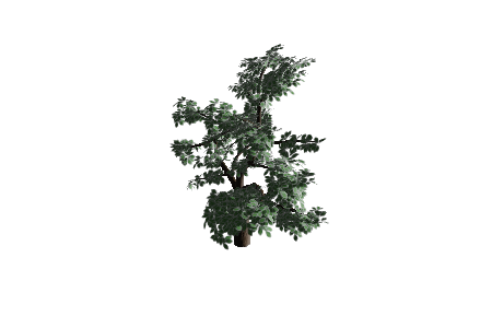 stylized_cedro_tree