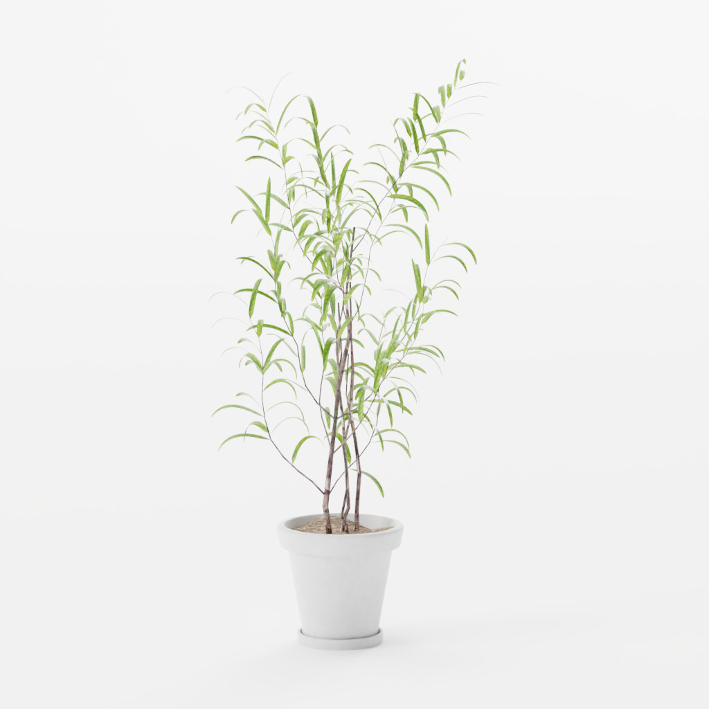 plant-151348_white__frame