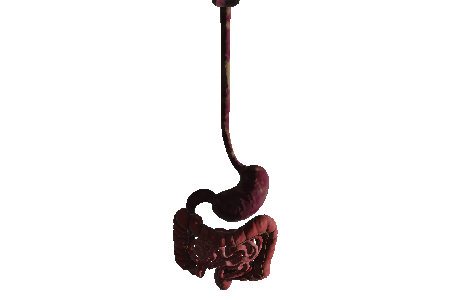 realistic_human_stomach