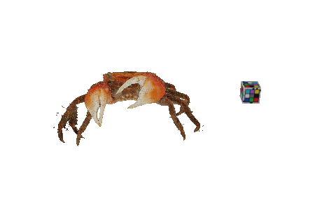 red-clawed_crab_c._haematocheir