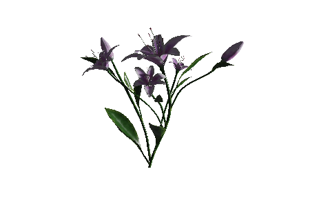 purple_lilies