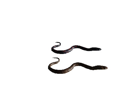 snake_attack_animations_multiple