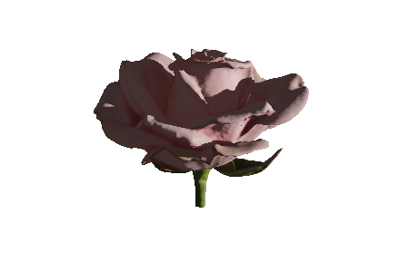 pink_rose